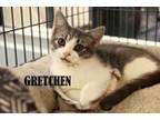 Adopt Gretchen a American Shorthair