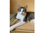 Adopt Miss Vickie a American Shorthair