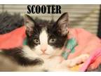 Adopt Scooter a American Shorthair