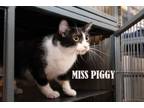 Adopt Miss Piggy a American Shorthair