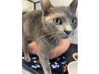 Adopt Queenie a American Shorthair