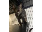 Adopt Lady a American Shorthair
