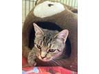 Adopt Tutti Frutti a American Shorthair