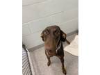 Adopt Trixie a Doberman Pinscher