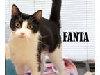 Adopt Fanta a American Shorthair