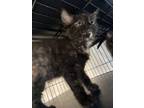 Adopt Empress a American Shorthair
