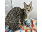 Adopt Cinnabun--In Foster a Domestic Short Hair