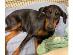 Adopt Willow a Doberman Pinscher