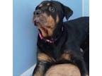 Adopt Lavendel a Rottweiler
