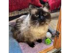 Adopt Blue a Ragdoll