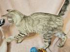 Snow Mink Clouded Female Mint Green Collar