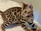 Bengal Kittens