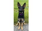 Adopt Sage a German Shepherd Dog