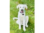 Adopt Lady Lonestar a Great Pyrenees, Labrador Retriever
