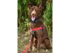 Adopt Kona a Australian Kelpie, Australian Shepherd