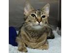 Adopt Miss Honey Nut Cheerio a Domestic Short Hair