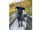 Adopt Rainy a Husky