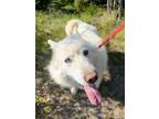Adopt Ablu a Husky