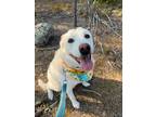 Adopt Chloe a Husky
