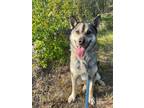Adopt Kuppanuaq a Husky, Shepherd