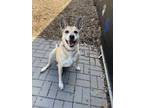 Adopt Sasha a German Shepherd Dog