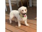 Adopt Betsy a Bichon Frise
