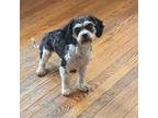 Adopt Bliss a Cavalier King Charles Spaniel, Bichon Frise