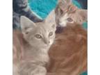 Adopt Fiona a Maine Coon, Domestic Long Hair