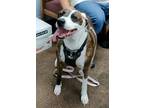 Adopt Rue a Greyhound, Boxer