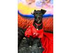 Adopt Queen a Mixed Breed