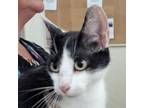 Adopt Pearl a Domestic Short Hair