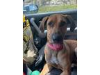 Adopt Rocky a Hound, Labrador Retriever