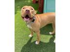 Adopt Trolley a Shar-Pei, Mixed Breed