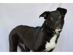 Adopt Noodle a Labrador Retriever, Border Collie