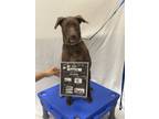 Adopt Lucy a Mixed Breed