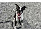 Adopt Zuri a Mixed Breed