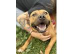 Adopt Andi a Mixed Breed