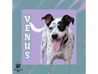Adopt Venus a Mixed Breed