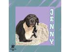 Adopt Jenny a Mixed Breed