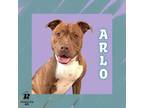 Adopt Arlo a Mixed Breed