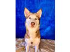 Adopt PEARL a Husky