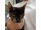 Adopt Crylynn a Domestic Short Hair