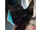 Adopt Moe a Domestic Short Hair