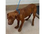 Adopt Zaeha a Pit Bull Terrier