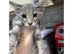 Adopt Venus a Domestic Short Hair