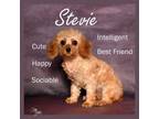Adopt Stevie a Cavalier King Charles Spaniel, Poodle