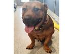 Adopt Hazel a Basset Hound, Pit Bull Terrier