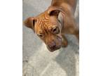 Adopt Sienna a Pit Bull Terrier, Boxer