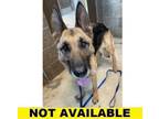 Adopt Ducky a German Shepherd Dog, Mixed Breed