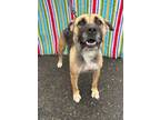 Adopt Brandi a German Shepherd Dog, Pit Bull Terrier